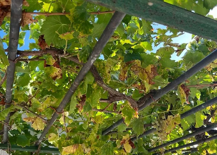 Appartement Murati *